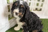 Nate, a male Bernese Mountain Dog and Miniature Bernedoodle for sale in Shipshewana, IN – Photo 7 of 10
