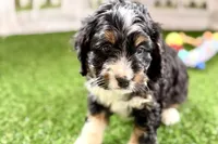 Nate, a male Bernese Mountain Dog and Miniature Bernedoodle for sale in Shipshewana, IN – Photo 9 of 10