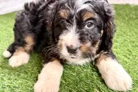 Nate, a male Bernese Mountain Dog and Miniature Bernedoodle for sale in Shipshewana, IN – Photo 1 of 10