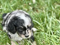 Ottor , a male Bernedoodle for sale in Shipshewana, IN – 5 of 9