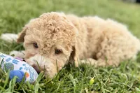 Yonder, a male Goldendoodle for sale in Shipshewana, IN – 5 of 10