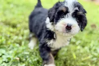 Yvette, a female Bernese Mountain Dog and Miniature Bernedoodle for sale in Shipshewana, IN – 7 of 8