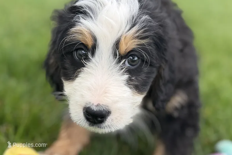 Oreo – Bernedoodle puppy for sale in Shipshewana, IN