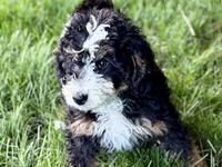 Ollie, a male Bernedoodle for sale in Shipshewana, IN – 2 of 10