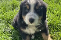 Harvey, a male Bernese Mountain Dog for sale in Shipshewana, IN – 6 of 6