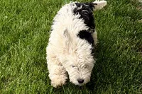 Willow , a female Miniature Bernedoodle for sale in Shipshewana, IN – 5 of 10