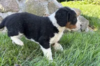 Janice, a female Bernedoodle for sale in Shipshewana, IN – 7 of 7