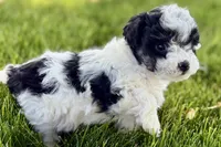 Parker, a male Poodle - Miniature  for sale in Shipshewana, IN – 5 of 10