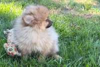 Urie, a male Pomeranian for sale in Shipshewana, IN – 4 of 8