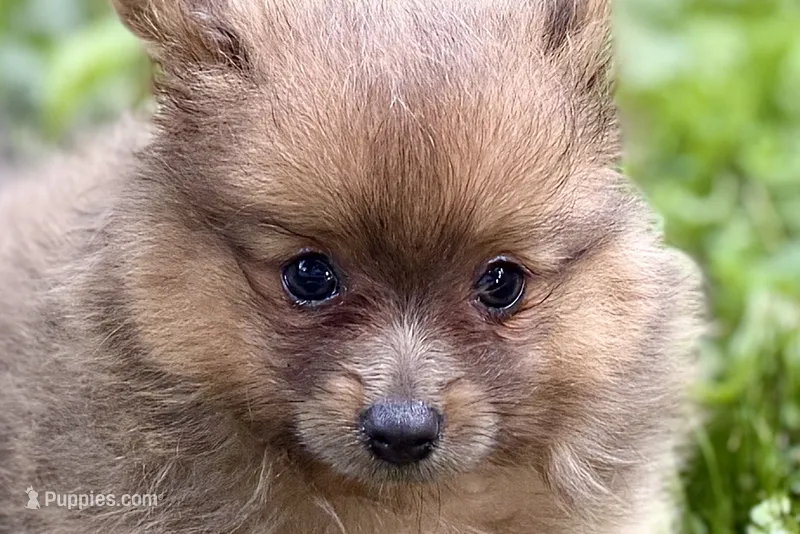 Whimsy – Pomeranian puppy for sale in Shipshewana, IN