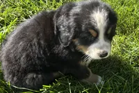 Harvey, a male Bernese Mountain Dog for sale in Shipshewana, IN – 2 of 6