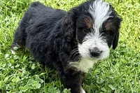 York, a male Bernese Mountain Dog and Miniature Bernedoodle for sale in Shipshewana, IN – 5 of 9