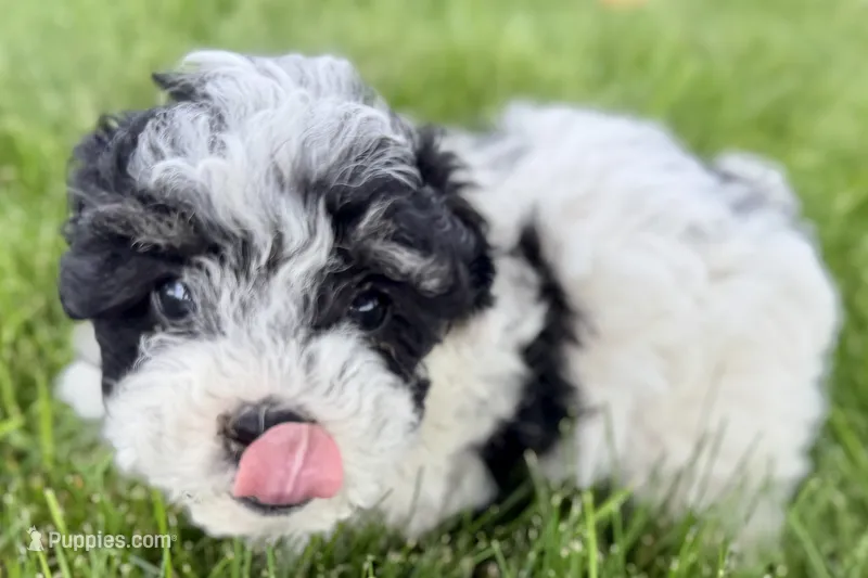 Parker – Poodle - Miniature  puppy for sale in Shipshewana, IN