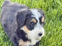 Otis , a male Bernedoodle for sale in Shipshewana, IN – 6 of 9