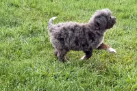 Yulian , a male Miniature Bernedoodle for sale in Shipshewana, IN – 2 of 9