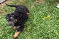 York, a male Miniature Bernedoodle for sale in Shipshewana, IN – 7 of 8