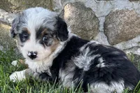 Jared, a male Bernedoodle for sale in Shipshewana, IN – 6 of 7