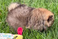 Tina , a female Pomeranian for sale in Shipshewana, IN – 4 of 6