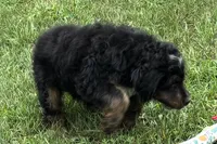 Orbit, a male Miniature Bernedoodle for sale in Shipshewana, IN – 5 of 10