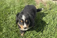 Happy , a male Bernese Mountain Dog for sale in Shipshewana, IN – 5 of 6