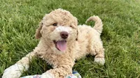 Yonder, a male Goldendoodle for sale in Shipshewana, IN – 9 of 10