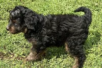 Orbit, a male Miniature Bernedoodle for sale in Shipshewana, IN – 8 of 8