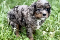Orion, a male Bernedoodle for sale in Shipshewana, IN – 7 of 9