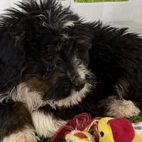 Cleo, a female Poodle - Miniature  and Miniature Bernedoodle for sale in Shipshewana, IN – Photo 3 of 6