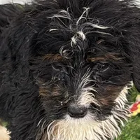 Cleo, a female Poodle - Miniature  and Miniature Bernedoodle for sale in Shipshewana, IN – Photo 1 of 6