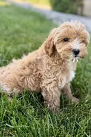 Olive , a female Goldendoodle for sale in Shipshewana, IN – 5 of 9
