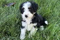 Julia, a female Bernedoodle for sale in Shipshewana, IN – 7 of 8