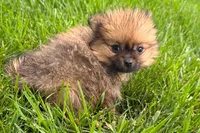 Urie, a male Pomeranian for sale in Shipshewana, IN – 4 of 7