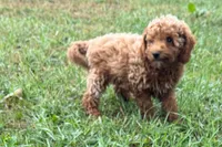 Comet , a male Poodle - Toy  for sale in Shipshewana, IN – 3 of 8