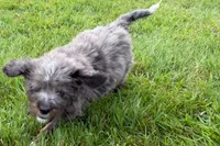 Yulian , a male Miniature Bernedoodle for sale in Shipshewana, IN – 5 of 9