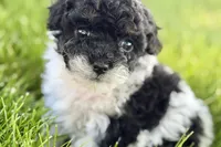 Paris, a female Poodle - Miniature  for sale in Shipshewana, IN – 3 of 9
