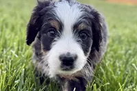 Oaklynn, a female Bernedoodle for sale in Shipshewana, IN – 3 of 10