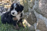 Joella, a female Bernedoodle for sale in Shipshewana, IN – 3 of 6