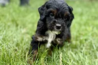Omar, a male Bernedoodle for sale in Shipshewana, IN – 4 of 10
