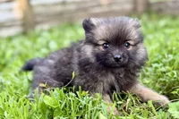 Waffles, a male Pomeranian for sale in Shipshewana, IN – 6 of 9