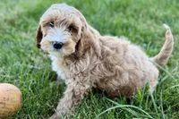 Olin, a male Goldendoodle for sale in Shipshewana, IN – 5 of 7