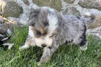 Javie , a male Bernedoodle for sale in Shipshewana, IN – 3 of 6