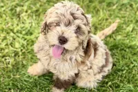 Yoshi, a male Goldendoodle for sale in Shipshewana, IN – 2 of 9