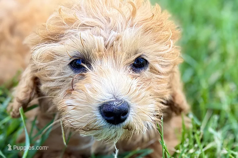 Winter – Miniature Goldendoodle puppy for sale in Shipshewana, IN