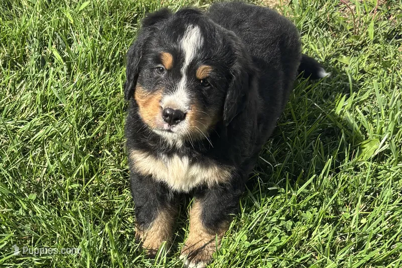 Happy  – Bernese Mountain Dog puppy for sale in Shipshewana, IN