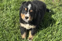Happy , a male Bernese Mountain Dog for sale in Shipshewana, IN – 1 of 6