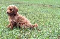 Comet , a male Poodle - Toy  for sale in Shipshewana, IN – 7 of 8