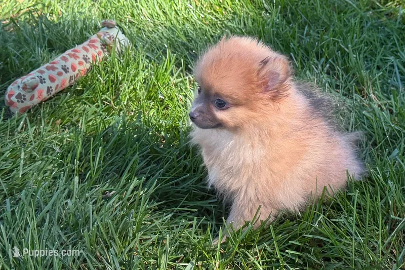 Uma – Pomeranian puppy for sale in Shipshewana, IN