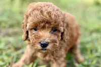 Bristol, a female Poodle - Toy  for sale in Shipshewana, IN – 8 of 9