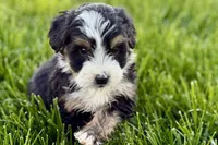 Oscar, a male Bernedoodle for sale in Shipshewana, IN – 6 of 9