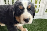 processed/632ae00d-cb25-448f-9769-381ae2030b8e/listing/24b5ff31-6443-450d-b650-805f5d013a0c/b4f907ce-e419-452b-96aa-865d302d6d5b